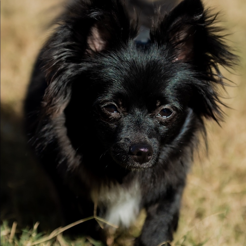 Meet your Posher, Harshini